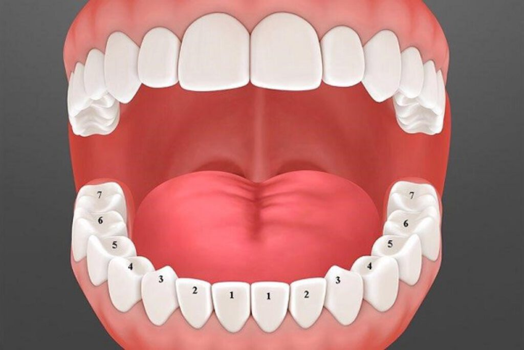 Răng Hàm Có Thay Không? Cách Bảo Vệ Răng Chắc Khỏe Bạn Cần Biết